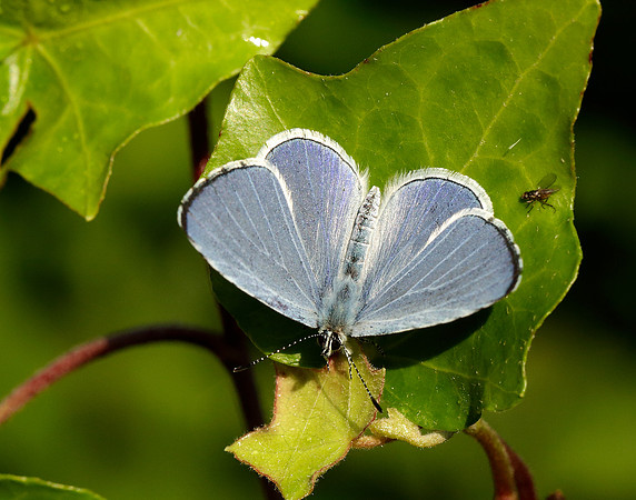 Holly Blue Celastrina argiolus