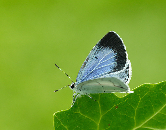 Holly Blue Celastrina argiolus