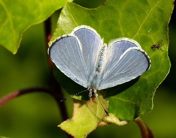 Holly Blue Celastrina argiolus