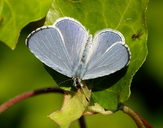 Holly Blue Celastrina argiolus