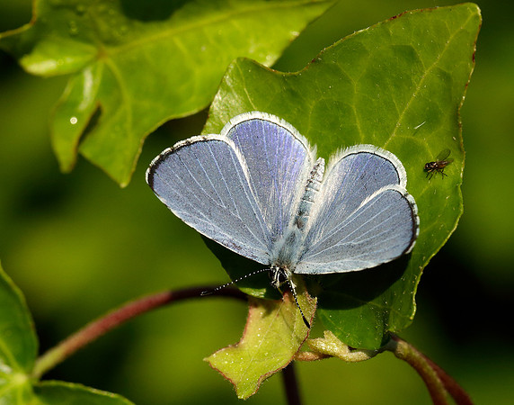 Holly Blue Celastrina argiolus