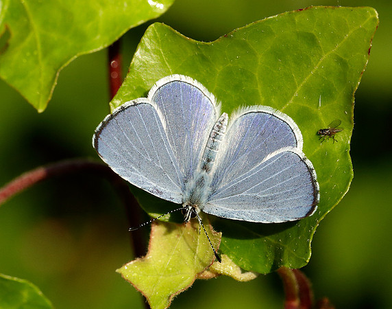 Holly Blue Celastrina argiolus