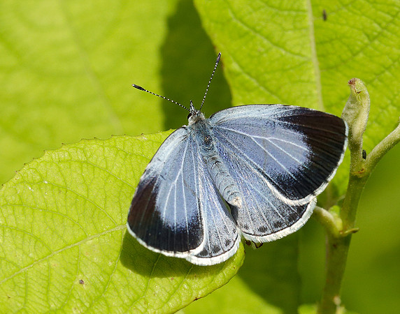 Holly Blue Celastrina argiolus