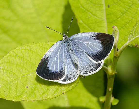 Holly Blue Celastrina argiolus