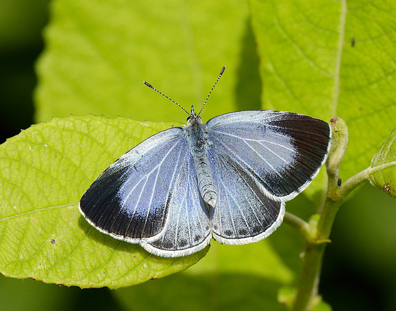 Holly Blue Celastrina argiolus