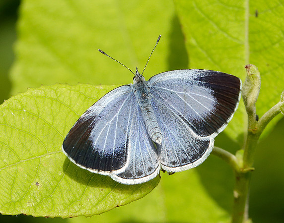Holly Blue Celastrina argiolus