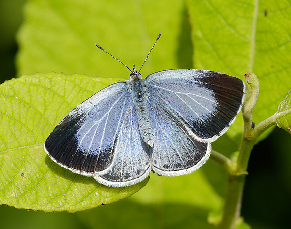 Holly Blue Celastrina argiolus