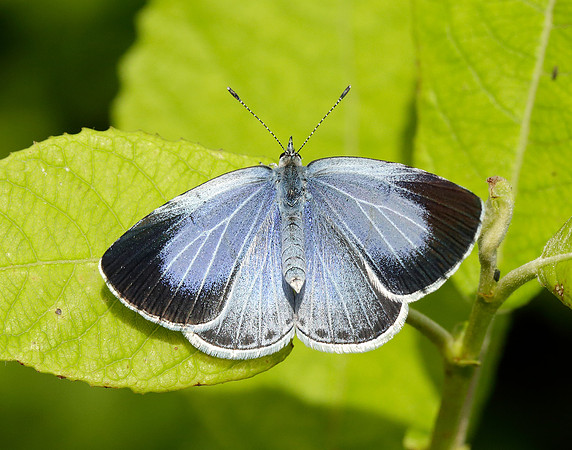 Holly Blue Celastrina argiolus