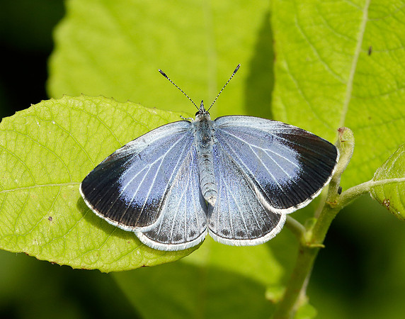 Holly Blue Celastrina argiolus