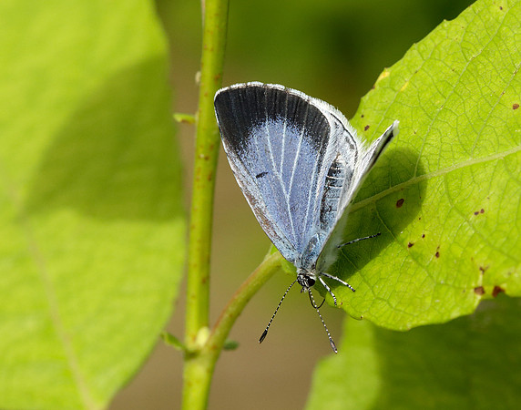 Holly Blue Celastrina argiolus