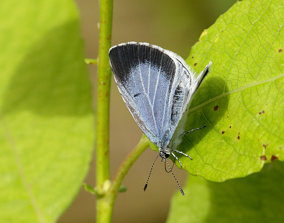Holly Blue Celastrina argiolus