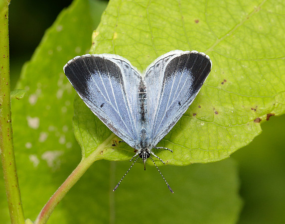 Holly Blue Celastrina argiolus