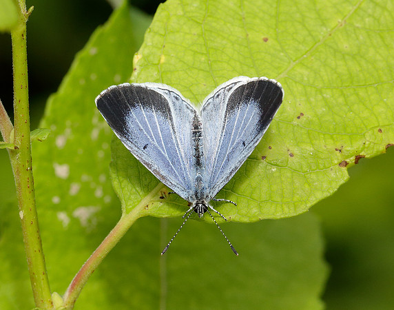 Holly Blue Celastrina argiolus