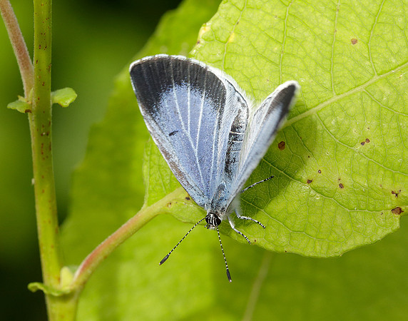 Holly Blue Celastrina argiolus