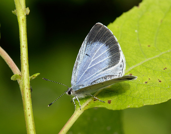 Holly Blue Celastrina argiolus