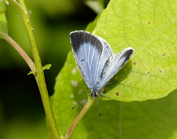 Holly Blue Celastrina argiolus