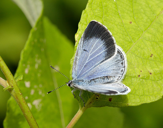 Holly Blue Celastrina argiolus