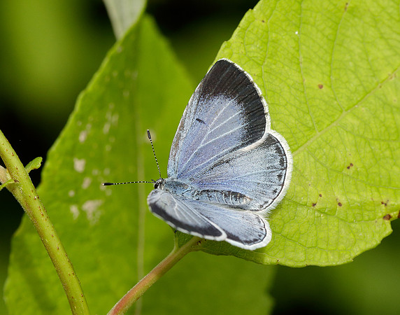 Holly Blue Celastrina argiolus
