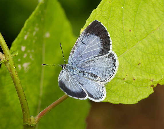 Holly Blue Celastrina argiolus