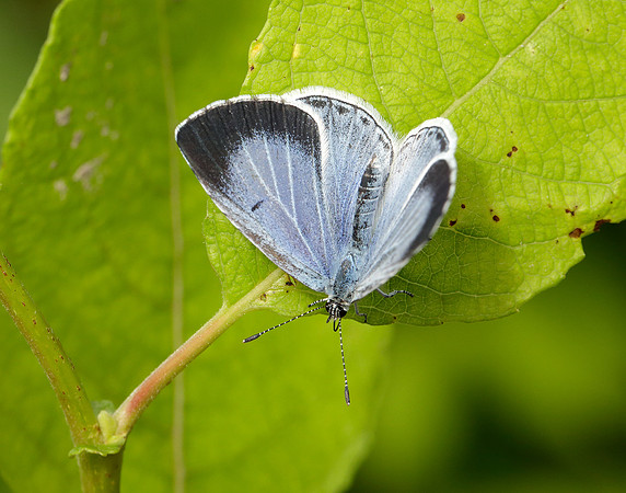 Holly Blue Celastrina argiolus
