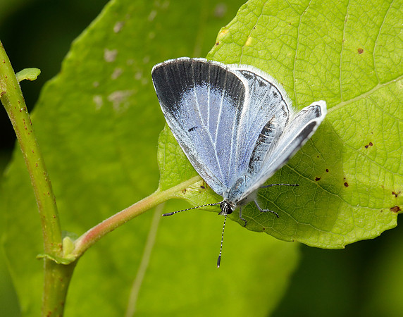 Holly Blue Celastrina argiolus