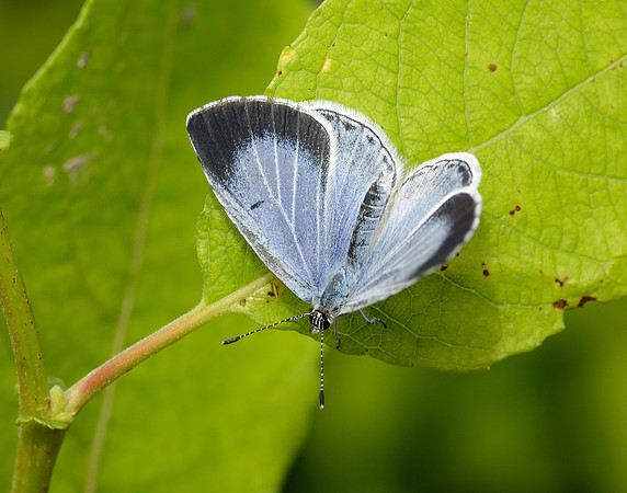 Holly Blue Celastrina argiolus