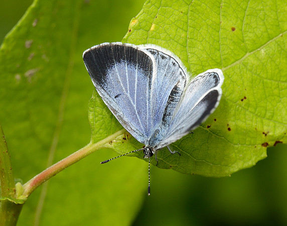 Holly Blue Celastrina argiolus