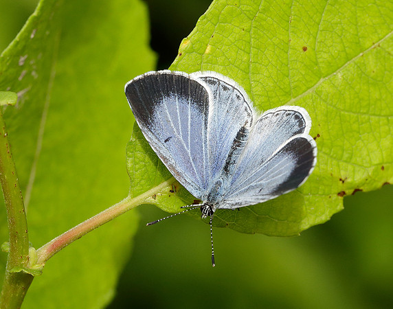 Holly Blue Celastrina argiolus
