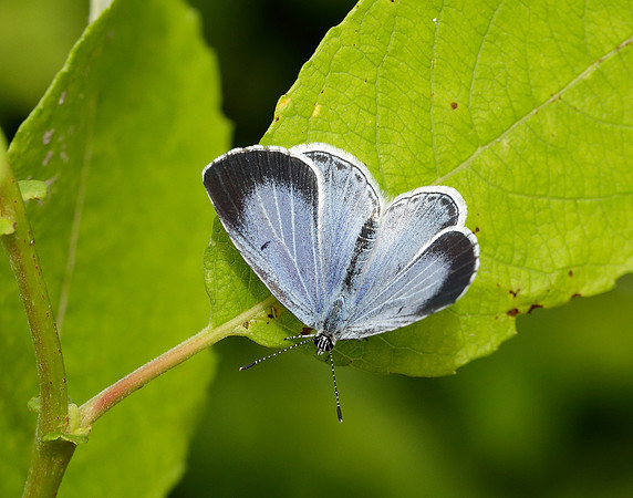 Holly Blue Celastrina argiolus