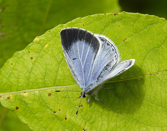 Holly Blue Celastrina argiolus