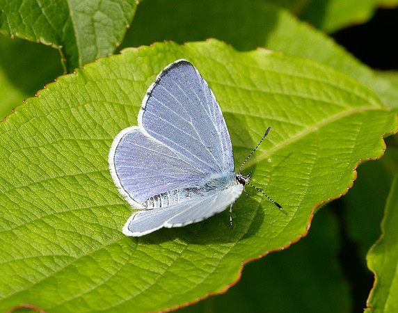 Holly Blue Celastrina argiolus