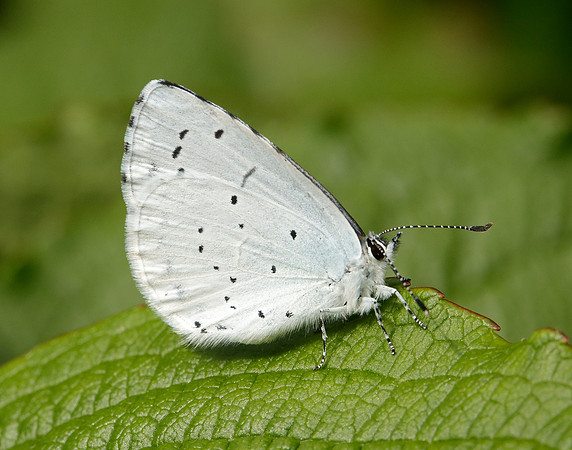 Holly Blue Celastrina argiolus