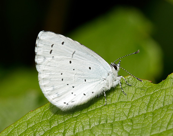 Holly Blue Celastrina argiolus