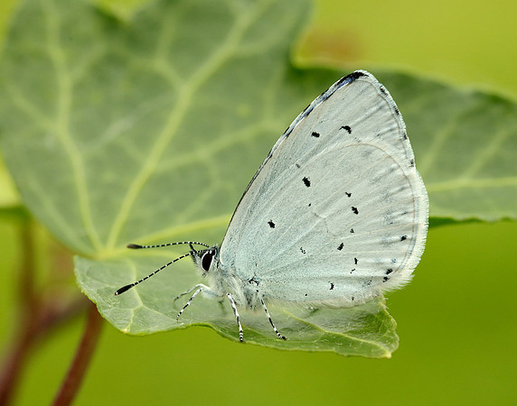 Holly Blue Celastrina argiolus