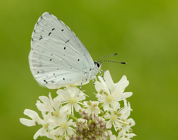 Holly Blue Celastrina argiolus