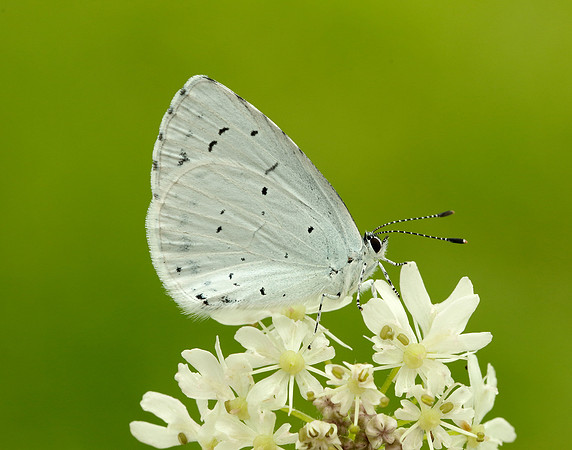 Holly Blue Celastrina argiolus
