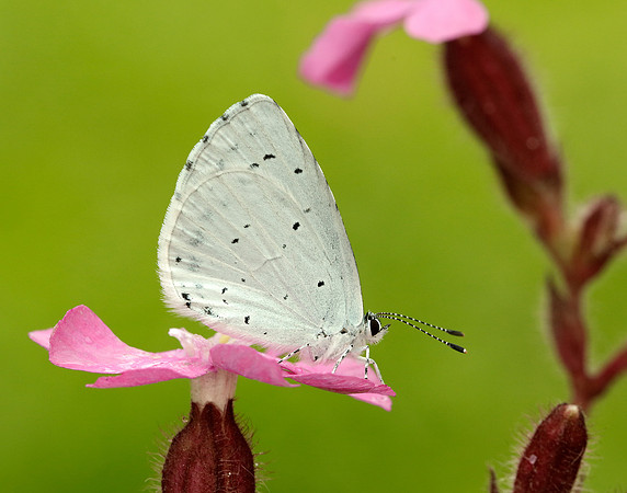 Holly Blue Celastrina argiolus