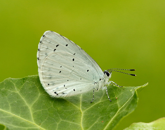 Holly Blue Celastrina argiolus
