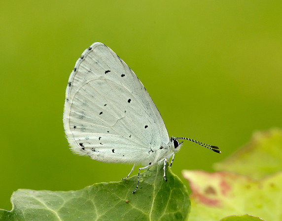 Holly Blue Celastrina argiolus