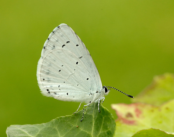 Holly Blue Celastrina argiolus