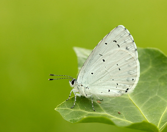 Holly Blue Celastrina argiolus