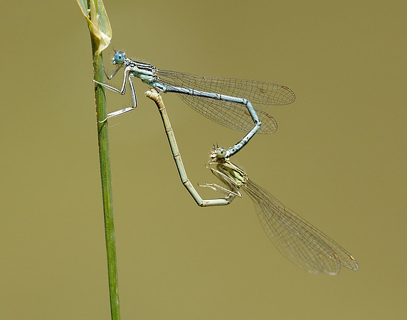 White-legged Damselfly Platycnemis pennipes