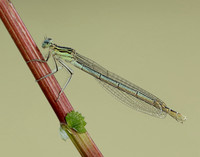 White-legged Damselfly Platycnemis pennipes