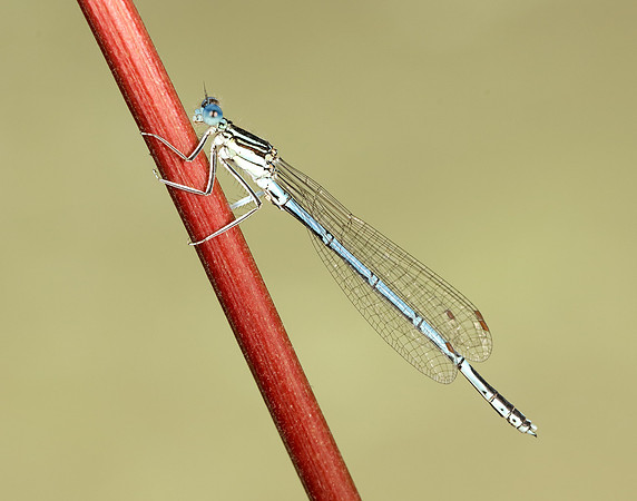 White-legged Damselfly Platycnemis pennipes