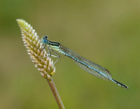 White-legged Damselfly Platycnemis pennipes