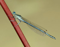 White-legged Damselfly Platycnemis pennipes