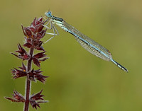 White-legged Damselfly Platycnemis pennipes