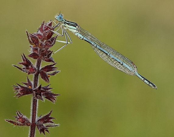 White-legged Damselfly Platycnemis pennipes