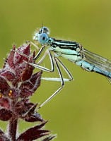 White-legged Damselfly Platycnemis pennipes