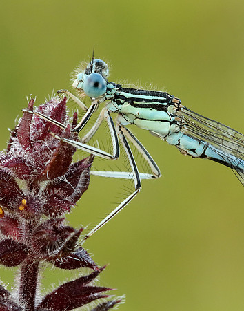 White-legged Damselfly Platycnemis pennipes